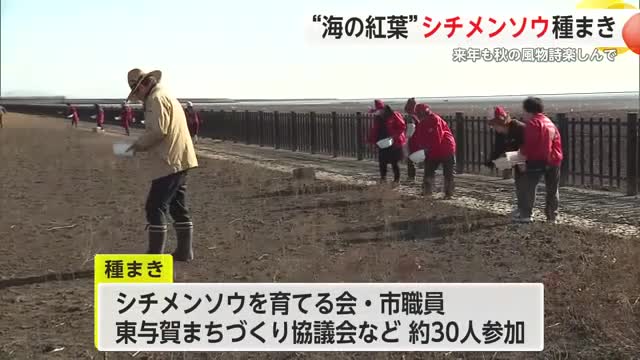 「海の紅葉を来年も」シチメンソウの種まき 市やボランティア団体約30人が参加【佐賀県】