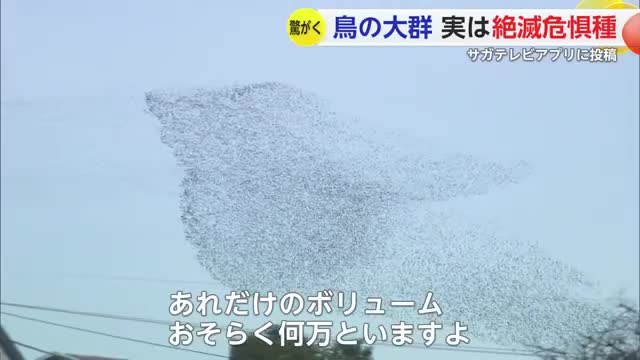 何千？何万羽いるの？佐賀市の上空に"鳥の大群"... 正体は絶滅危惧種のカモ【佐賀県】