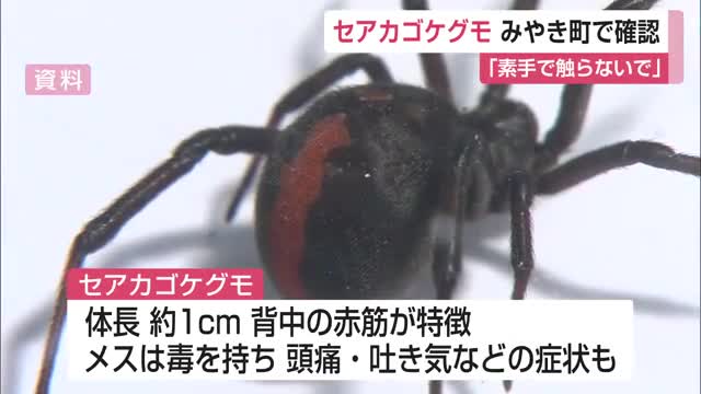 みやき町で初「セアカゴケグモ」を確認 毒を持つため素手で触らないで【佐賀県】