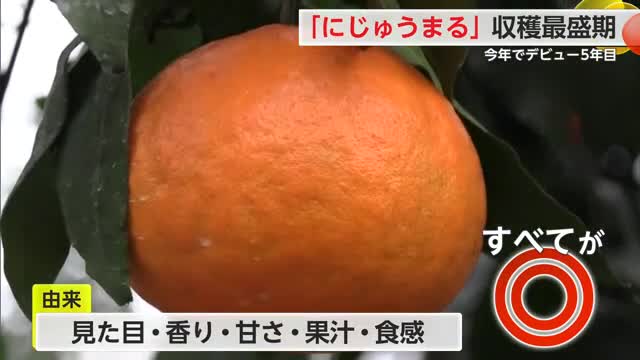 デビュー5年目「にじゅうまる」収穫最盛期 昨シーズンの1.4倍の287トンの出荷見込み【佐賀県】