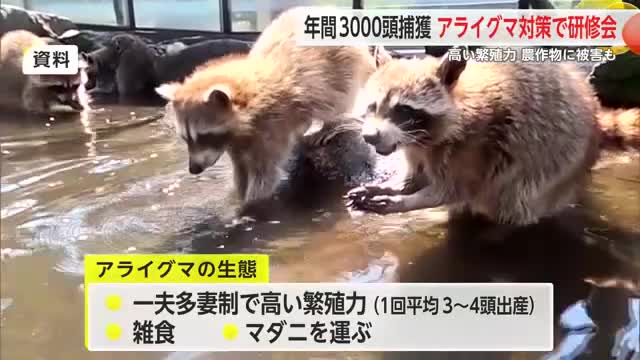 “年間約3000頭捕獲”アライグマの農作物被害急増 対策技術習得で研修会【佐賀県】