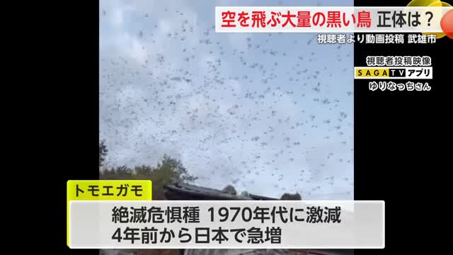 鳥の大群 1970年代に激減した絶滅危惧種のトモエガモ　最近は回復傾向【佐賀県】