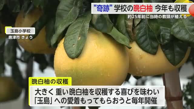 「花のように植えてみたら…」25年前学校に植えた晩白柚 玉島小学校児童が収穫【佐賀県唐津市】