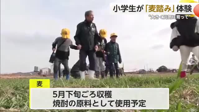 東山代小の小学生が麦踏み体験 「大きく元気によく育って」【佐賀県伊万里市】