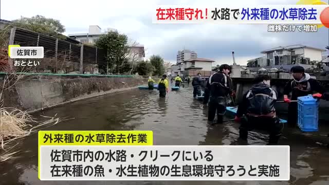 在来種の生き物守る 佐賀市の水路で外来種の水草「コウガイセキショウモ」除去【佐賀県】