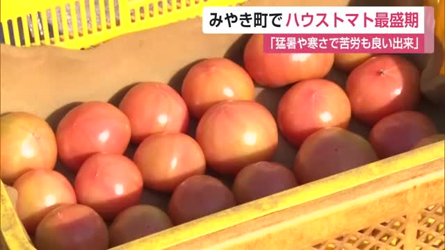 みやき町でハウストマトの収穫最盛期 今年から病気に強い品種「かれん」を栽培【佐賀県】