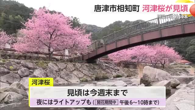 春の訪れ 約40本の河津桜が見頃 濃いピンクの花咲き誇る【佐賀県唐津市】