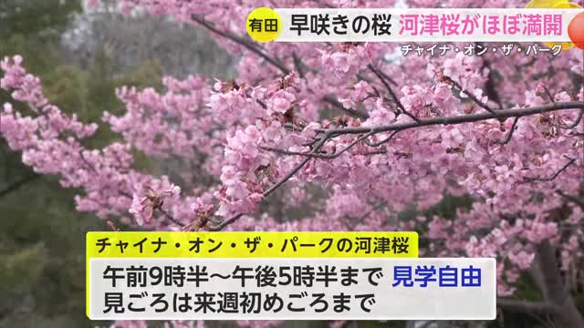 有田のチャイナ・オン・ザ・パークで河津桜が満開 春の訪れ知らせる【佐賀県】