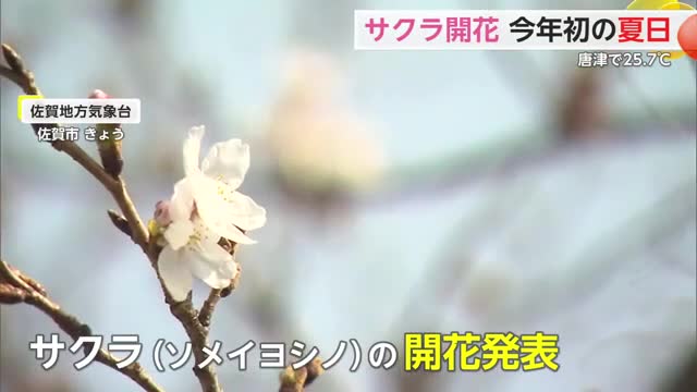 サクラの開花を発表 佐賀市での咲き具合は？ 気温は3月の観測史上最高となった場所も【佐賀県】