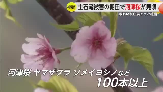 河津桜や山桜が見頃 大規模な土石流により被害を受けた神埼市三谷地区の棚田【佐賀県】